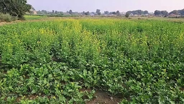 इन दिनों 4 से 5 डिग्री सेल्सियस तापमान अधिक रबी फसलों में सिंचाई पानी की मांग बढ़ी,फसलों की बढ़वार रूकी