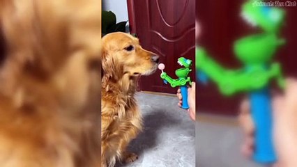 Funny Animals- Funniest Cats and Dogs Videos on Internet