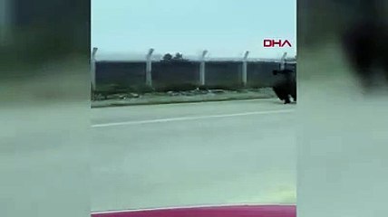 Kent merkezine inen dev domuzlar kamerada