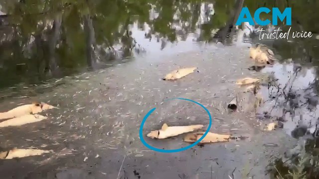 Dead cod as far as the eye can see along the Murray-Darling