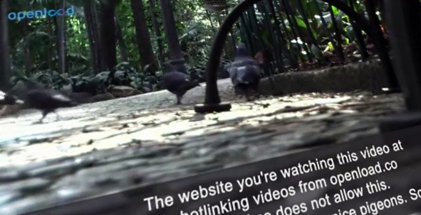 The Animals of Farthing Wood S02 E007 - The Feud Begins