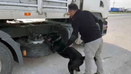 TIR'ın yedek lastiğine gizlenen 17 kilo esrarı 'Tinga' buldu