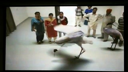 तालछापर में पर्यटक नजदीक से देख सकेंगे शेर, चीता और भालू