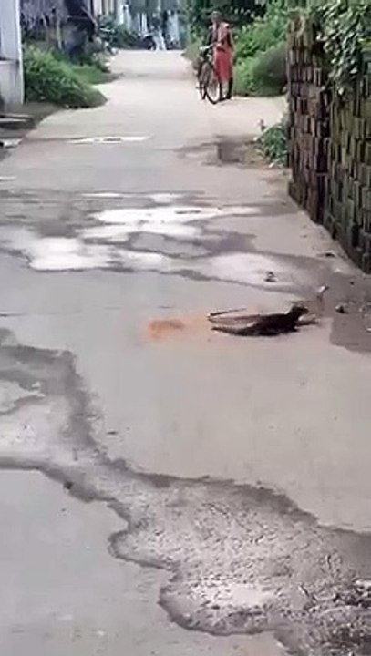 Snake  and Nevla fight Live|watch till end