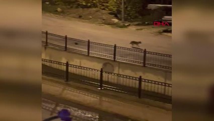 AMASYA'DA AÇ KALAN ÇAKALLAR KENTE İNDİ