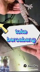 Toke ekor bercabang dua