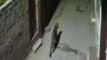ग्वालियर: सिकंदर कंपू क्षेत्र में CCTV कैमरे में कैद हुआ तेंदुए का मूवमेंट,DFO ने की क्षेत्रवासियों से सतर्क रहने की अपील