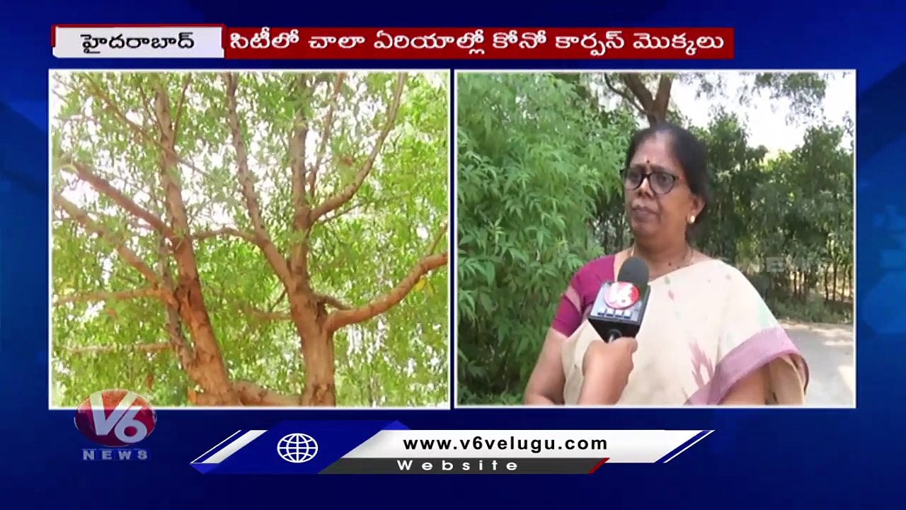 Conocarpus Plants Are Dangerous For Health, Causes Skin Allergies And Respiratory Problems | V6 News