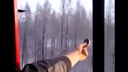 Nourrir les corbeaux sauvages