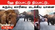 Elephant | கரும்பு லாரியை வழிமறித்து கரும்புகளை சுவைத்த காட்டு யானை