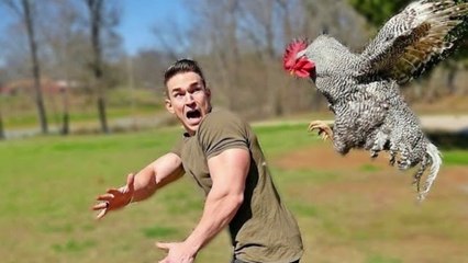 Funny animal attack. 99% try very hard to not laugh.