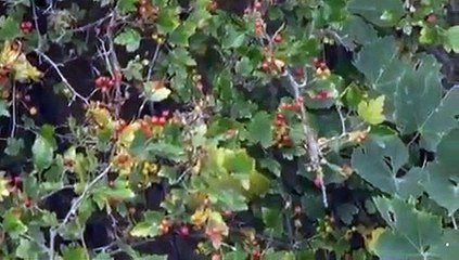 Big Pacific - Se1 - Ep02 - Violent HD Watch HD Deutsch