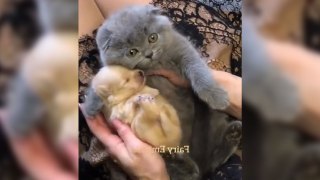 Un chaton reçoit un chiot...Adorable