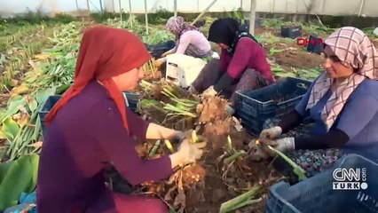Çiftçinin yeni umudu 'zerdeçal' yüzleri güldürüyor