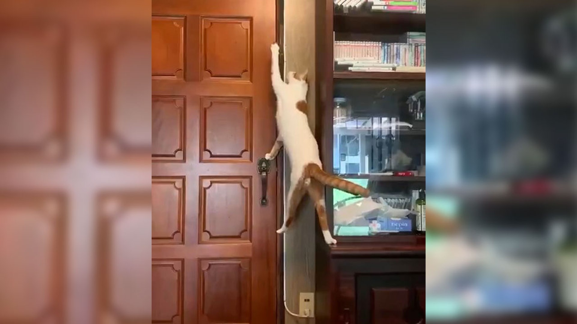 Quand un chat ouvre une porte... - Vidéo Dailymotion