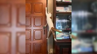 Quand un chat ouvre une porte...