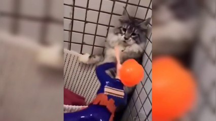 Funny Animal Videos 2023  - Best Cats And Dogs Videos  #1 Funny Animals Group