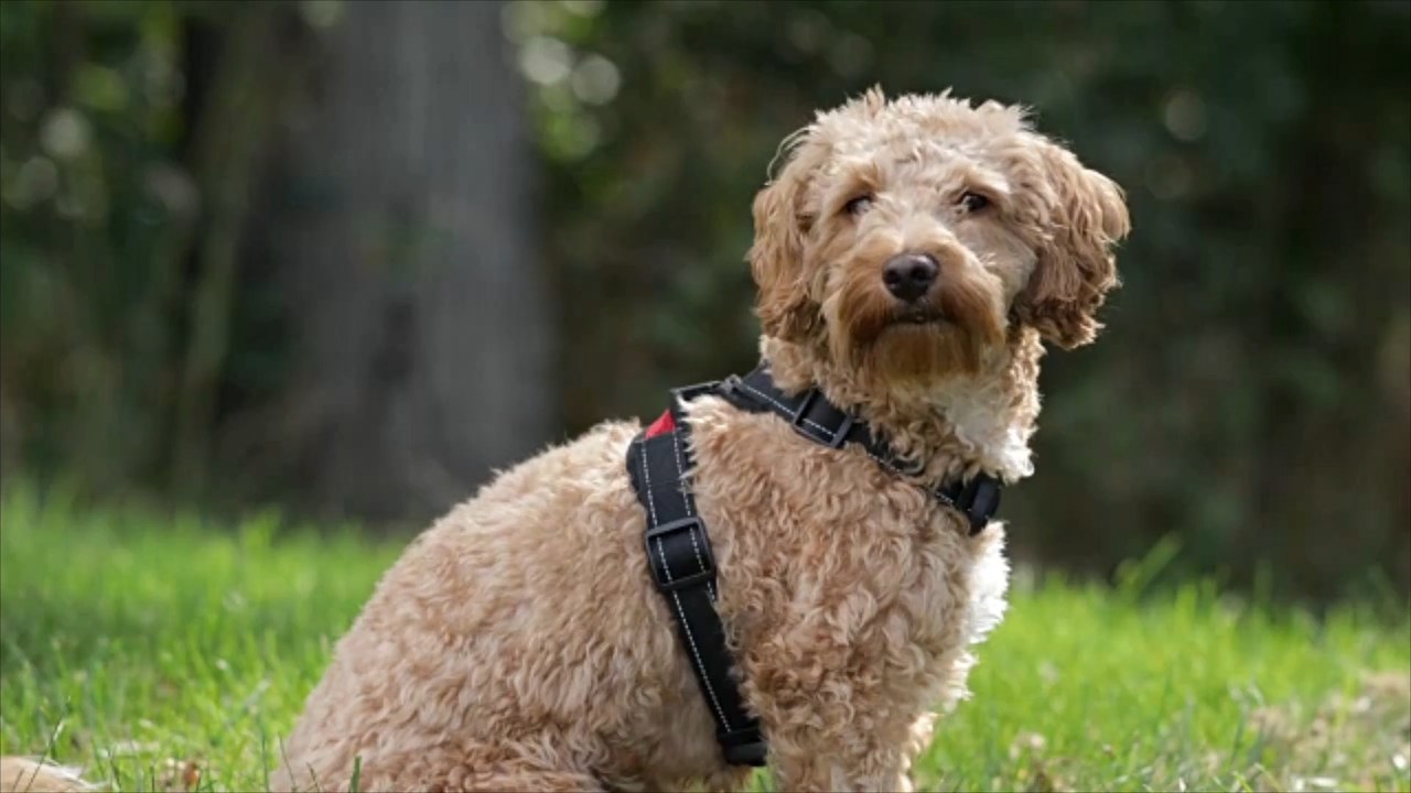 Halsband oder Brustgeschirr: Was soll an die Hundeleine?