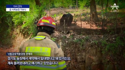 [다시 간다]잊을 만하면 탈출…사고 키우는 곰 농장
