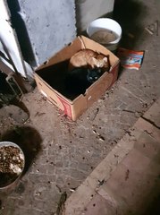 gatto dentro la scatola