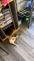 Kitten Loves Playing with Ferrets