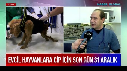 Evcil hayvanlara çip için son gün 31 Aralık
