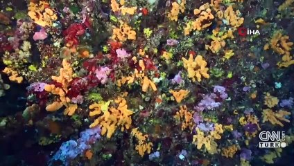 Deniz süngerlerinde ‘sıcaklık’ tehlikesi