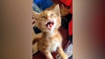 You will laugh within 13 sec with these funny pets