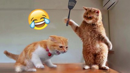 Funniest Animals 2022  Funniest Cats and Dogs 