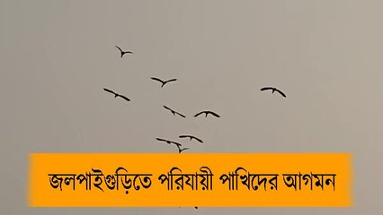শীতের পরশ গায়ে মেখে জলপাইগুড়িতে পরিযায়ী পাখিদের আগমন |OneIndia Bengali