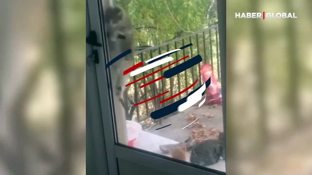 Kedinin hemcinsleri için yaptıkları hayrete düşürdü: O anlar izlenme rekoru kırdı!