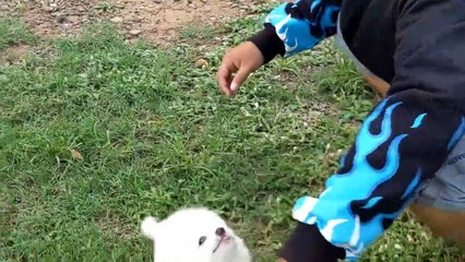 How Puppies React When Seeing Stranger - Running, Barking