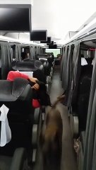 Jovem de 25 anos é presa com mais de 25 quilos de 'supermaconha' em ônibus de Umuarama