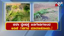 Miscreants Chop Off Betelnut Plantation In Chananrayapattana Over Old Hatred | Public TV