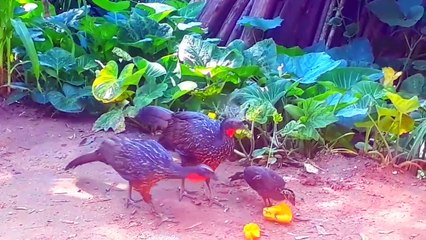 JACU E SEUS FILHOTES COM FOME EM BUSCA DE COMIDA