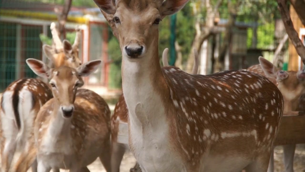 Gorup of Deer in zoo