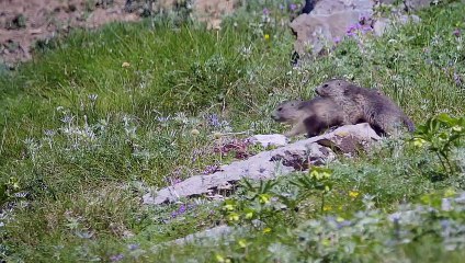 Le Pari Bande-annonce VF