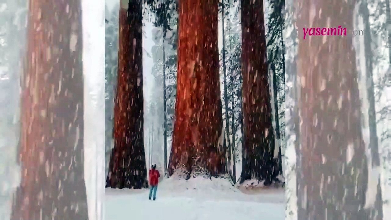 Bu görüntülere inanamayacaksınız! Dünya'nın en büyük ağaçları ile kar keyfi...