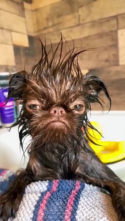 Chats et Chiens secs puis mouillés