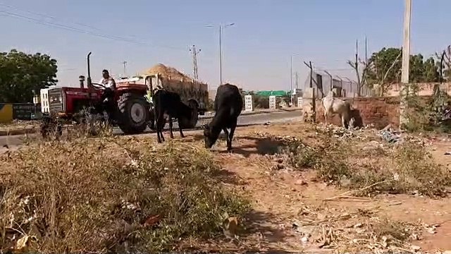 तो फिर इतिहास में कैद हो जाएंगे क्या देशी नस्ल के गोवंश