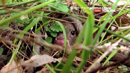 Secrets of Wild Australia - Mini Marsupials