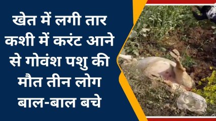 बदायूं: करंट की चपेट में आकर गाय की मौत, बचाने आए तीन को लगा तगड़ा झटका