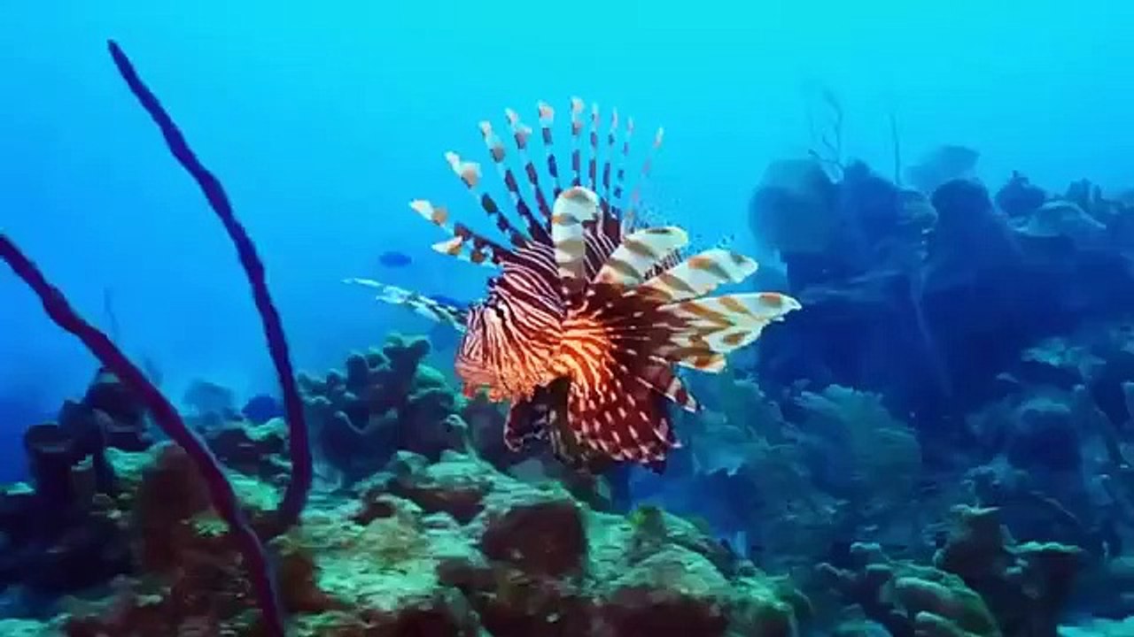 Great Blue Wild - Se1 - Ep06 - Bahamas HD Watch HD Deutsch