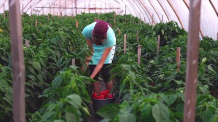 Ue, 186 milioni per promuovere l'agroalimentare di qualità