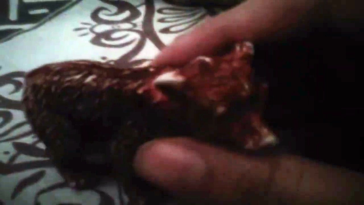 oso pardo 2012