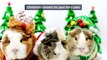 How to make a Christmas wreath for your furry pets