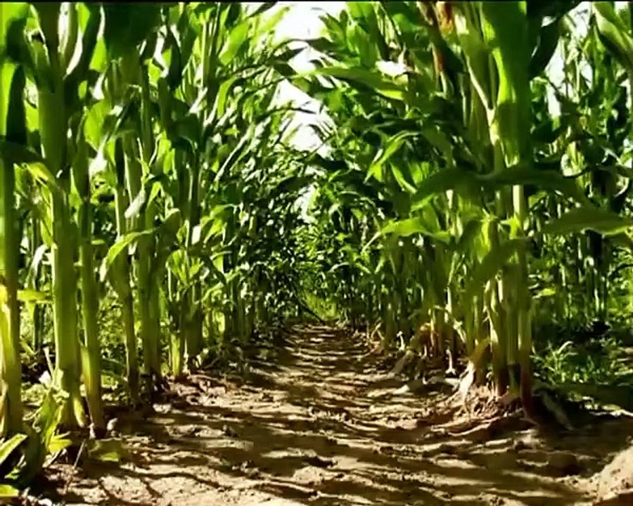 Minuscule - Se1 - Ep13 HD Watch HD Deutsch