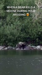 Quand un ours met de l'ambiance à ton mariage