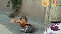 funny behavior of chickens cats and dogs
