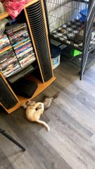 Kitten Loves Playing with Ferrets